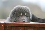 DOGUE DU TIBET 708